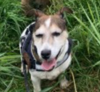 millypod1's tweet photo. PEGGY HOME SAFE. THANKS FOR RT's๐๐๐พ
๐19 AUG 2024 #Lost PEGGY #ScanMe #Tagged
OLDER Mixed Tan & White Jack Russell Terrier Female Near The River Wharfe, nr #Netherby with #Kearby #HG3 nr Maustin Caravan park nr #Harrogate #Yorkshire
https://t.co/M06NgAr6INโฆ https://t.co/5j40BY01rf