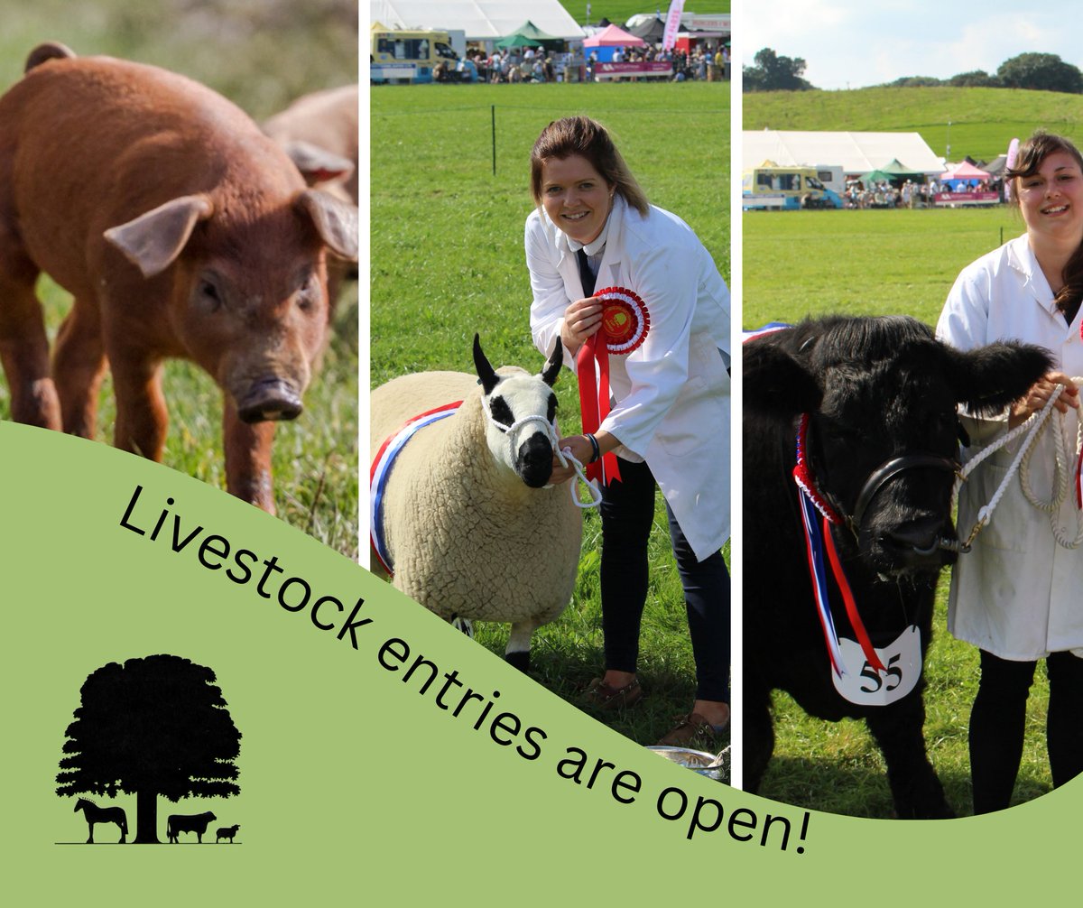 Kington Show tweet media