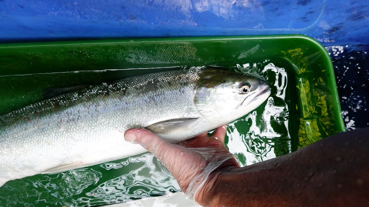 Craig Orr (@craigorr_) on Twitter photo Though Fraser sockeye in general remain in trouble, 12 sockeye have now returned to the Coquitlam River in 2024. While that may not sound like a lot, it equals the total from the previous 8 years combined. #wildfishmatter <a href="/Kwikwetlem/">kʷikʷəƛ̓əm│Kwikwetlem First Nation</a> Though Fraser sockeye in general remain in trouble, 12 sockeye have now returned to the Coquitlam River in 2024. While that may not sound like a lot, it equals the total from the previous 8 years combined. #wildfishmatter <a href="/Kwikwetlem/">kʷikʷəƛ̓əm│Kwikwetlem First Nation</a>