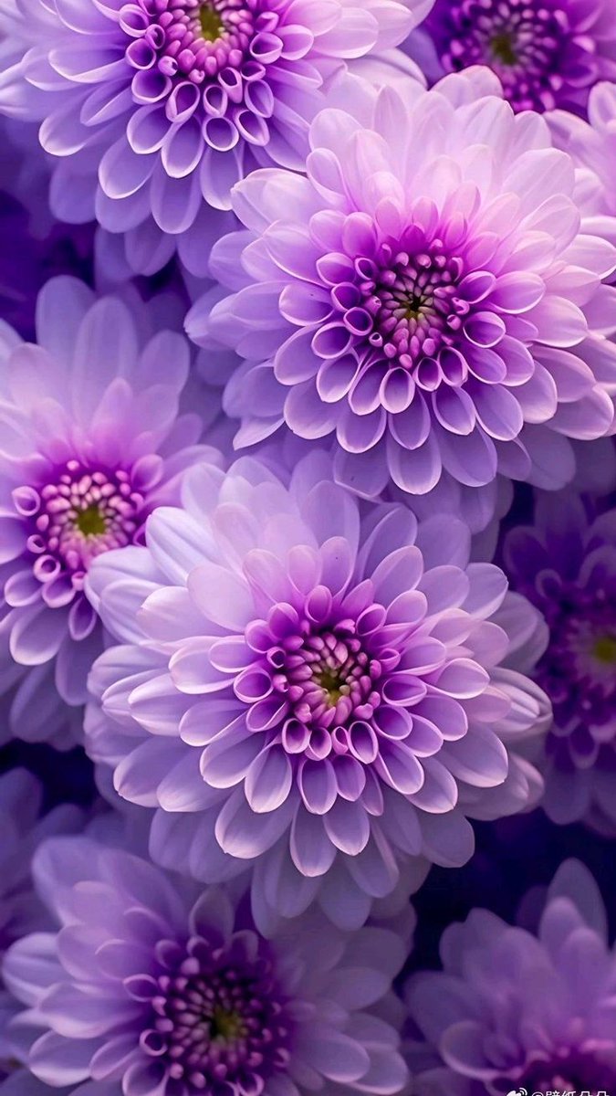 MonicaDrie's tweet photo. A New Day 🌼🍀💜 https://t.co/BFbBYsLSGM