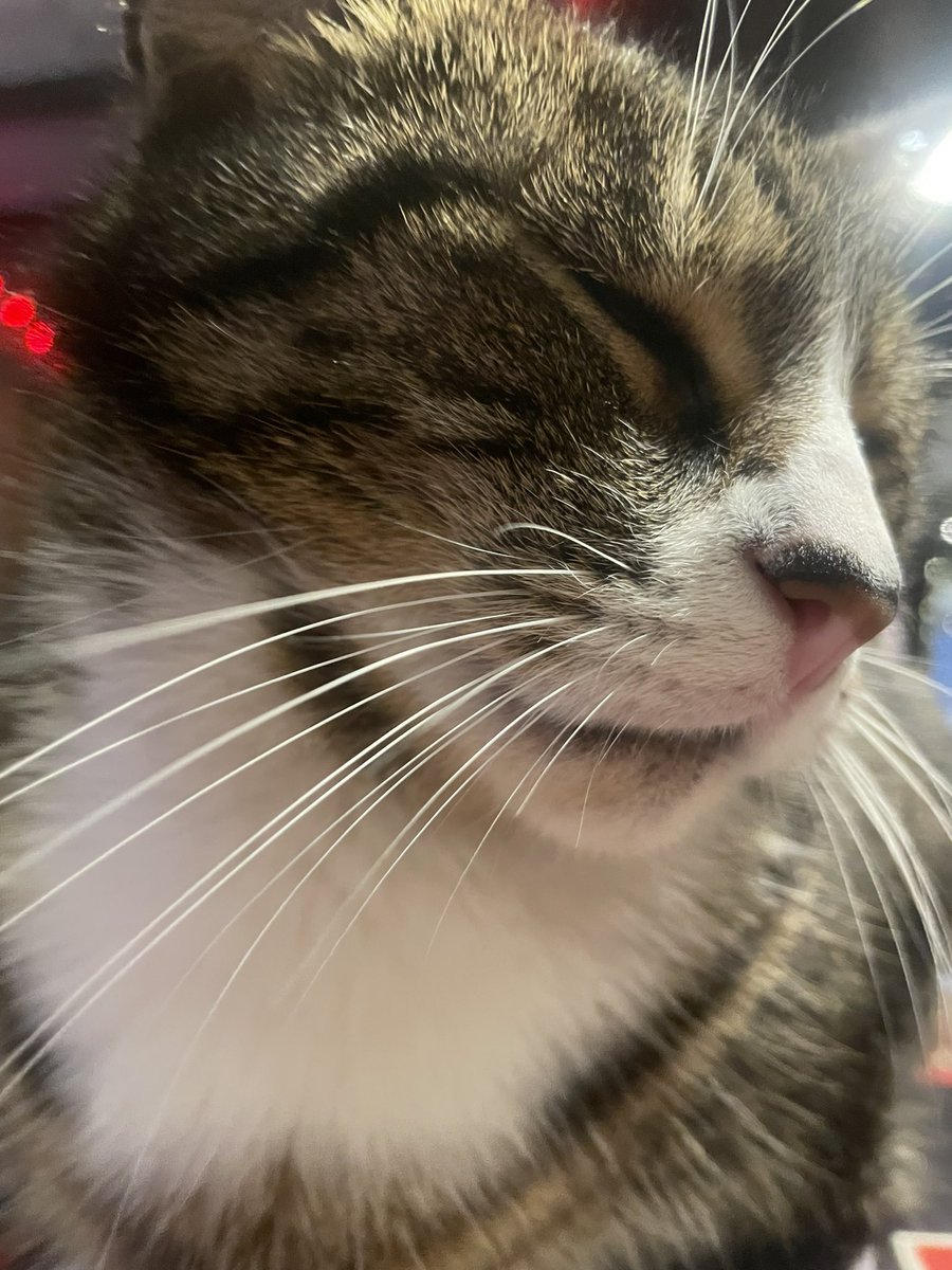 Handsome? Or what! <a href="/Mouser33943163/">Mouser</a>