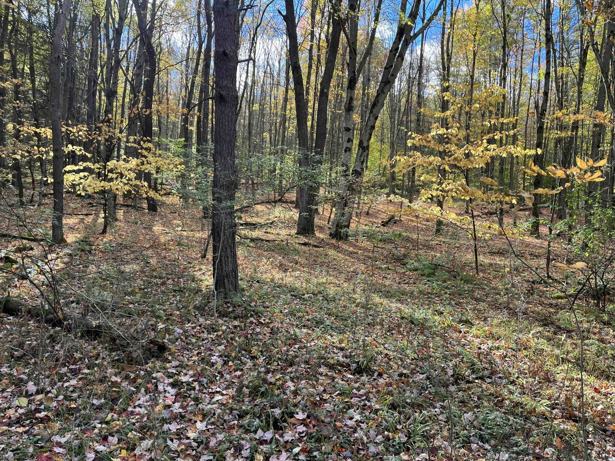 NYLandQuest's tweet photo. 183 acres HUNTING LAND and TIMBERLAND in Cuba NY.  Entire property has an extensive trail system that makes accessing the property easy.  Build your home or cabin!  $269,900.  https://t.co/0ayLHCbm8T @NYLandQuest #hunting #Timber #nylandforsale #trails #atv #CubaNY #WesternNY https://t.co/eA49noPdaG
