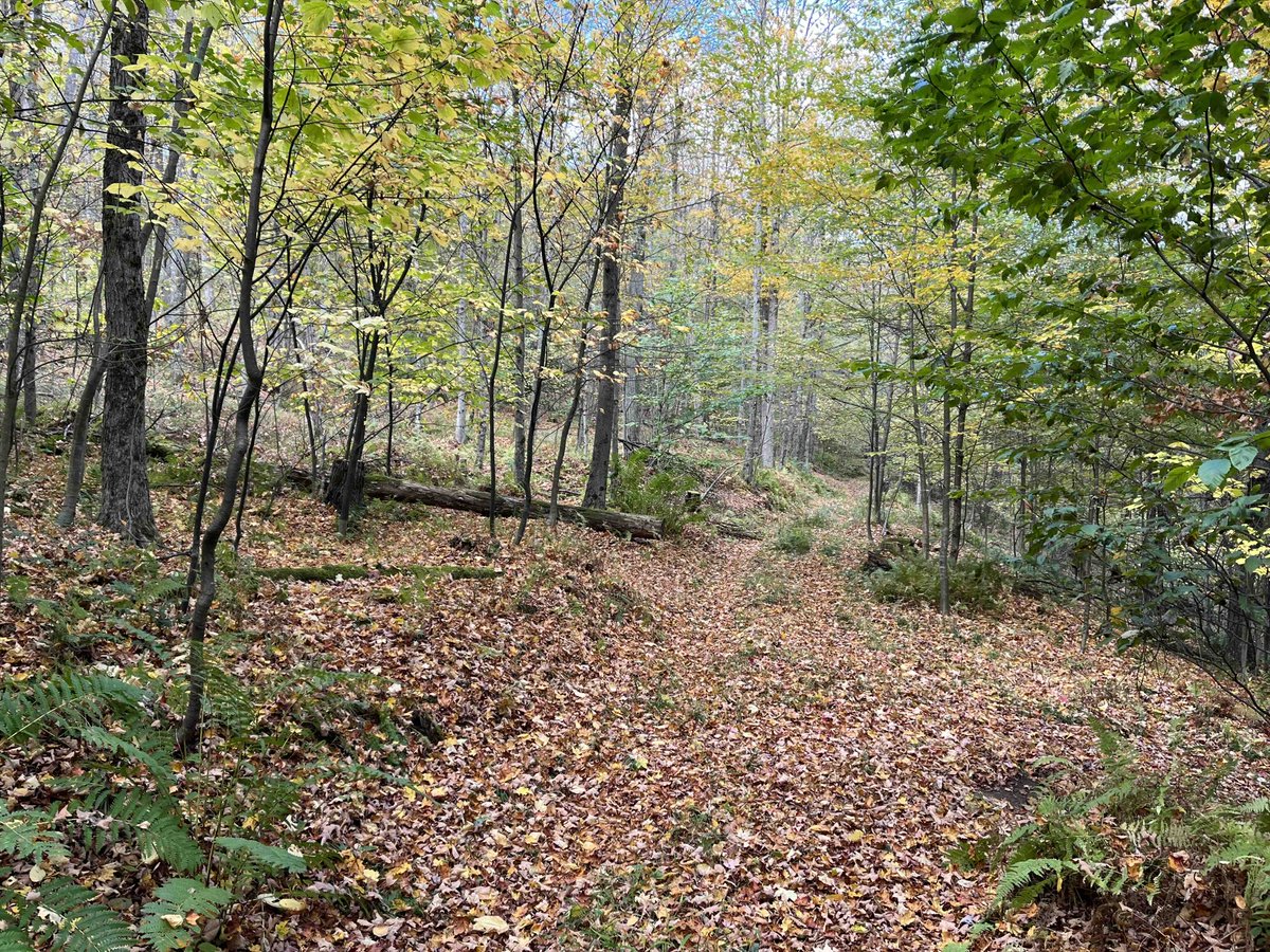 NYLandQuest's tweet photo. 183 acres HUNTING LAND and TIMBERLAND in Cuba NY.  Entire property has an extensive trail system that makes accessing the property easy.  Build your home or cabin!  $269,900.  https://t.co/0ayLHCbm8T @NYLandQuest #hunting #Timber #nylandforsale #trails #atv #CubaNY #WesternNY https://t.co/eA49noPdaG