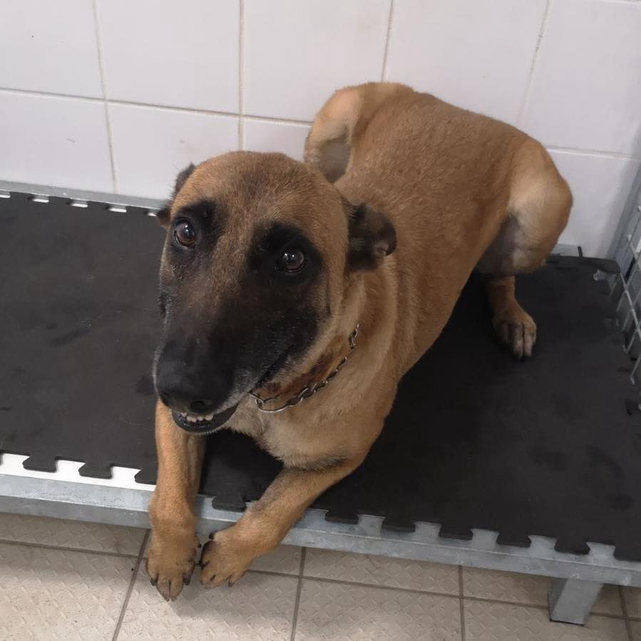 ActionAnimale's tweet photo. Elle a 7 ans et déjà 5 propriétaires différents... Toute sa vie, Kara a été objetisée, utilisée par des détenteurs n'ayant aucun respect ni pour elle, ni pour ses besoins. Kara a été grièvement brûlée au cou par un collier électrique.

https://t.co/XVC7ALPw9Z https://t.co/4o4PJ1vS6q