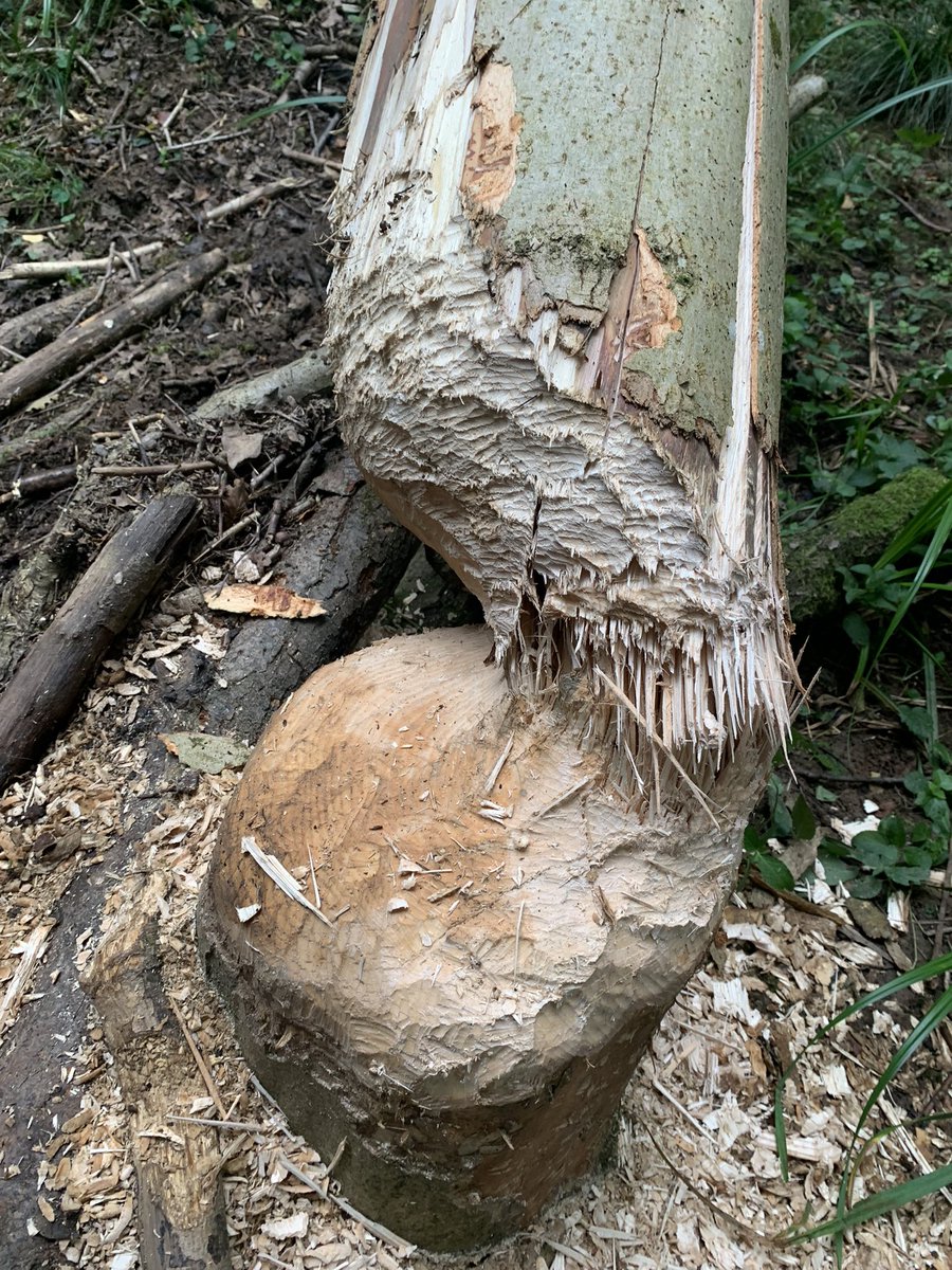 Beavers doing beaver things.