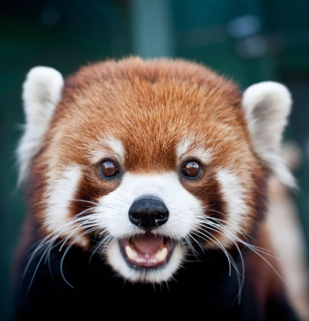 Red Panda Every Hour! (@redpandaeveryhr) on Twitter photo 