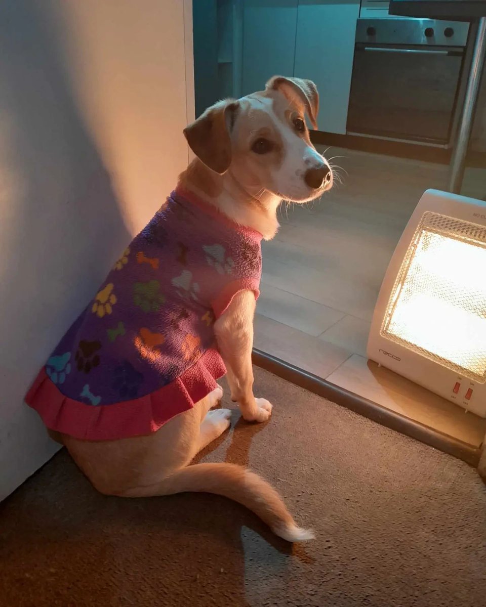 eltuitdemarsh's tweet photo. Bebita, de entre 6 a 7 meses, ha sido lanzada a la calle y necesita, urgente, un hogar temporal. Ella no sabe andar solita en la calle, su destino será el peor si no se encuentra ese hogar para ella. Si puede entregárselo, comuníquese al +56939477341. Favor RT!
#Independencia https://t.co/B221HoO3a0