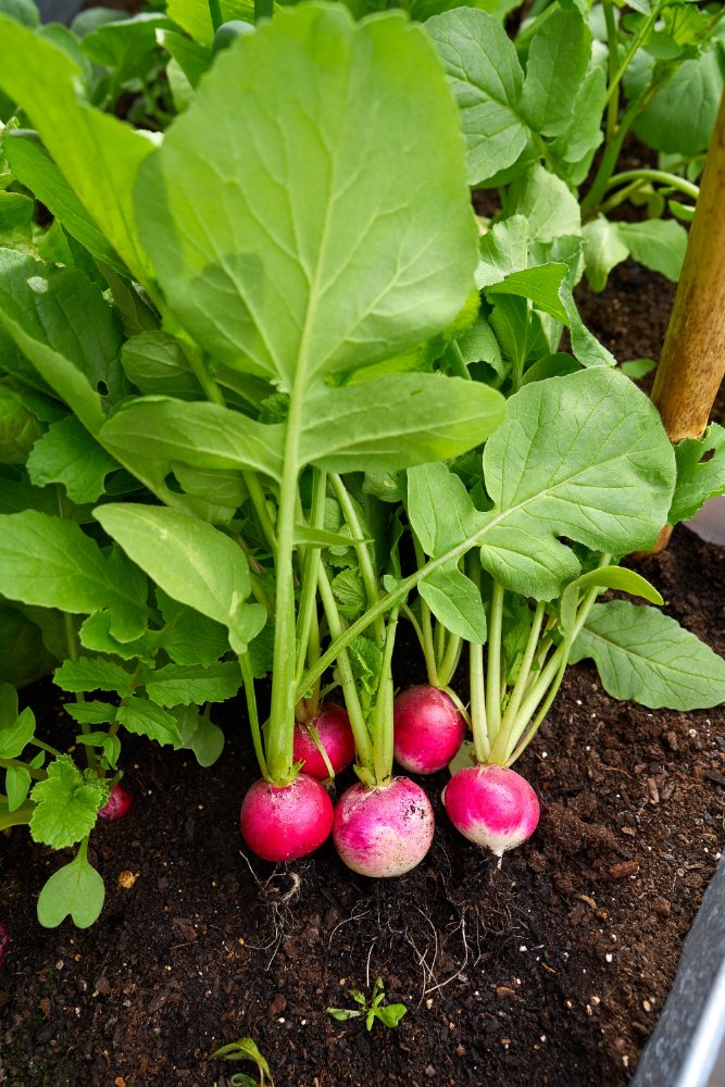 Radishes are fast-growing veggies that love containers. Thus, space-saving would not be an issue.

#GardeningX #GardeningTwitter #gardeninguk #GreenThumb #plants #indoorplants #nature #Greenery #growing #gardenersworld #gardeningtips #MyGarden #soilhealth #UkraineWar #gardenshour
