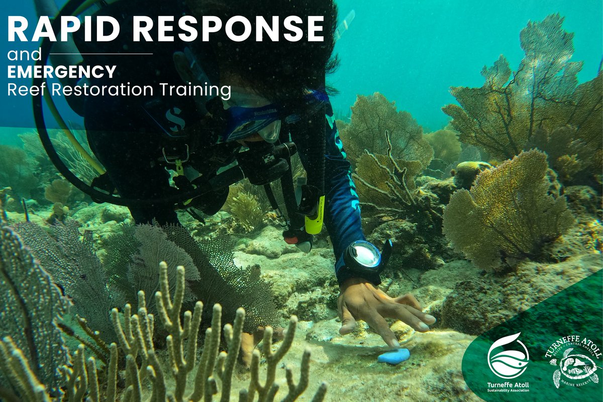 MAR_Fund's tweet photo. Last week, https://t.co/h5epX0kEn2  trained 10 First Responders in storm preparedness and coral reef restoration, funded by MAR Fund's Parametric Insurance payout. 🌊🪸 Congrats to all for gaining hands-on skills to protect our reefs from cyclones!  #Marfund https://t.co/6ECUIO89Y9