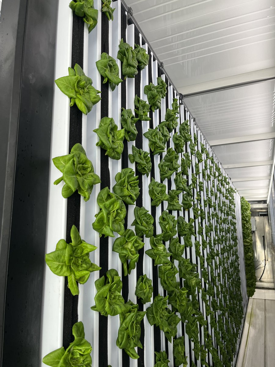 Jeanna Mastrodicasa (@drjtothemastro) on Twitter photo We have cut the ribbon on the second “smart garden” indoor growing container at <a href="/UF_IFAS/">UF IFAS Solutions</a> <a href="/UFCALS/">UF/IFAS College of Agricultural and Life Sciences</a>. It’s a partnership with Seminole Electric and Clay Electric Cooperative, Dr. Zhang from <a href="/UF_ABE/">UF/IFAS Agricultural and Biological Engineering</a> to study growing lettuce! 🥬 (produce goes to the campus pantry). We have cut the ribbon on the second “smart garden” indoor growing container at <a href="/UF_IFAS/">UF IFAS Solutions</a> <a href="/UFCALS/">UF/IFAS College of Agricultural and Life Sciences</a>. It’s a partnership with Seminole Electric and Clay Electric Cooperative, Dr. Zhang from <a href="/UF_ABE/">UF/IFAS Agricultural and Biological Engineering</a> to study growing lettuce! 🥬 (produce goes to the campus pantry).