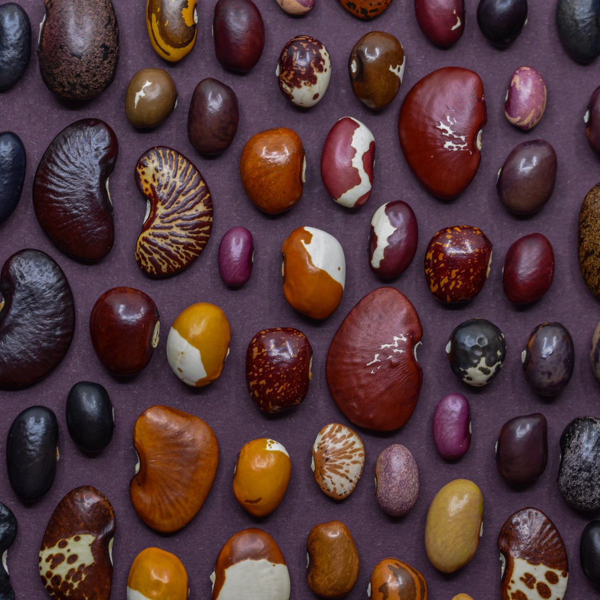 Jonas Frei tweet media