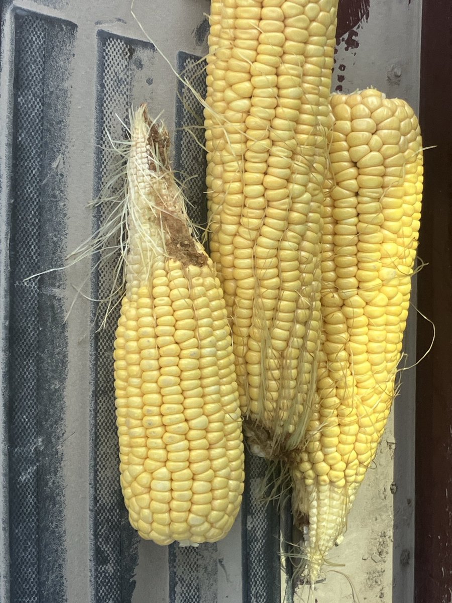 #PFtour24. West leg NE Valley Wheeler Holt counties.