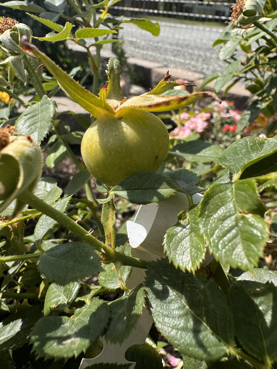 TheRoseDude's tweet photo. The most exciting part of hybridizing roses is seeing what the seedlings look like!
Here is a hip that is forming. Pictured are the parents ‘whimsey’ (miniature rose) and a gallica/hybrid tea cross that I made.
What do you think the seedlings will look like?
#roses #rosegarden https://t.co/3khco6u5yJ