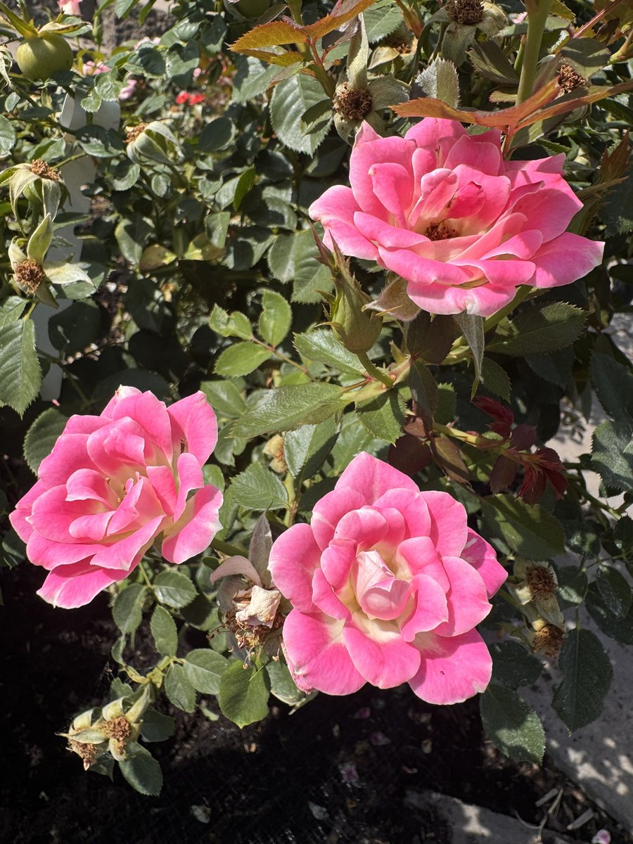 TheRoseDude's tweet photo. The most exciting part of hybridizing roses is seeing what the seedlings look like!
Here is a hip that is forming. Pictured are the parents ‘whimsey’ (miniature rose) and a gallica/hybrid tea cross that I made.
What do you think the seedlings will look like?
#roses #rosegarden https://t.co/3khco6u5yJ