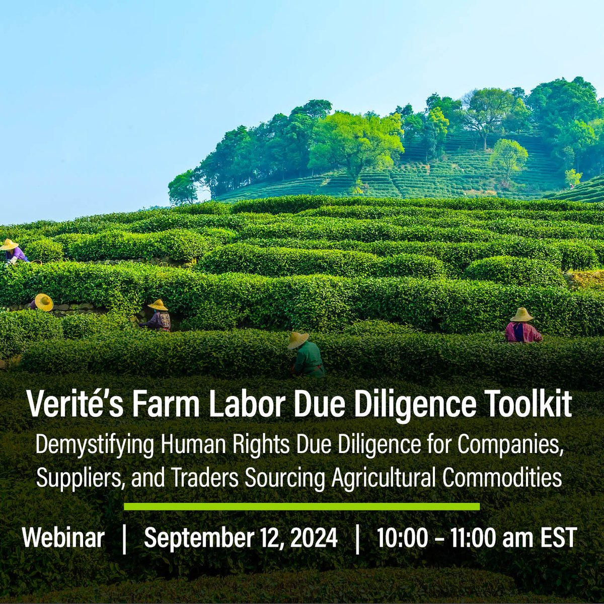 VeriteNews's tweet photo. 🌍 Sourcing global commodity crops? Join our webinar to discover Verité's new Farm Labor Due Diligence Toolkit. Gain benchmarking tools and strategies for impactful farm-level and “first mile” programming.

Sept 12, 2024 | 10am EST 
Register: https://t.co/RNLSy5pMlX https://t.co/SYunvagWk9