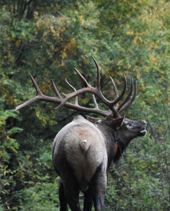OutdoorClassLLC's tweet photo. Corey Jacobsen can help you call in the elk of your dreams. Watch his course here➡️https://t.co/xSfyck13NC Not an #outdoorclass member? Sign up & use the code COREY30 for 30% off.
#hunting #elkcalling https://t.co/hd3yySC5Ox