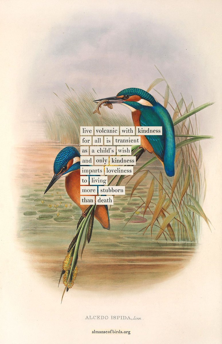 Bird divination for today, available as a print benefitting the Audubon Society at bit.ly/kingfisherdivi…

More of them, and the story behind this strange labor of love, at almanacofbirds.org