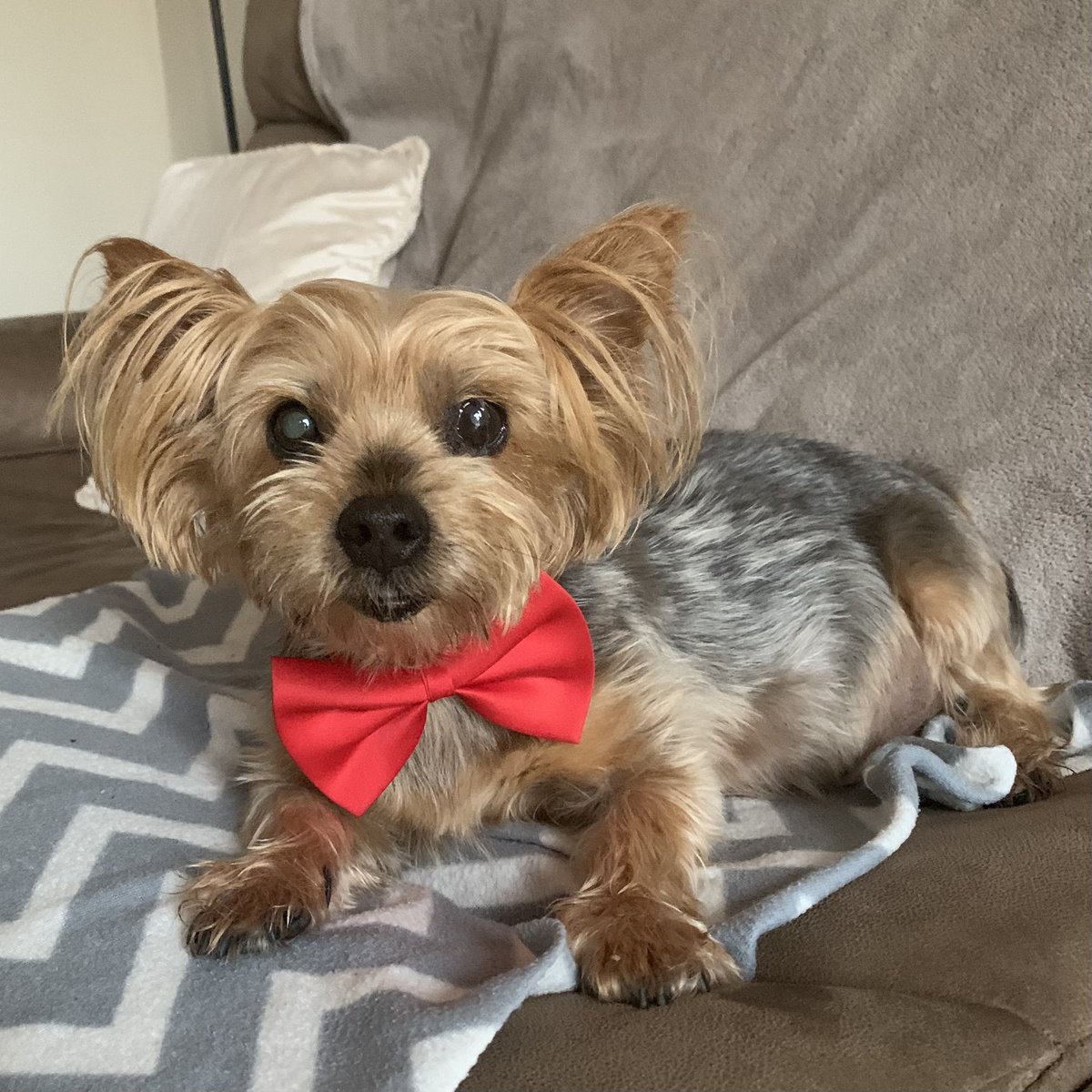 Lucky the Yorkie is showing her support for our Cork Rose Shauna and local Dubai rose Ciara 🔴⚪️ #RoseOfTralee
