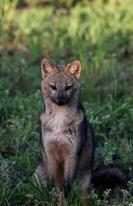 O Lucas Silveira e o Taxista tweet media