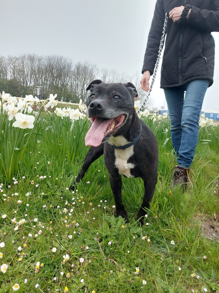 SSBTRescue's tweet photo. This gorgeous boy is Junior. He needs a home, and at 12 years old, he’s potentially looking at spending the rest of his life in kennels, and it’s not fair. He LOVES people, and is ok walking past dogs on walks but shouldn’t be rehomed with other dogs. 
https://t.co/WmowUFHaKF https://t.co/12YkteeW1q