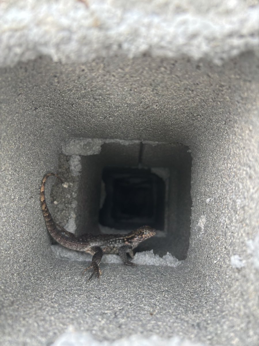 #phishmondegreen got home to find a lizard in a tube 🦎