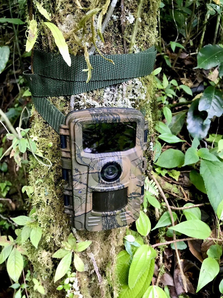 Firefly Shire 🌙✨ tweet media