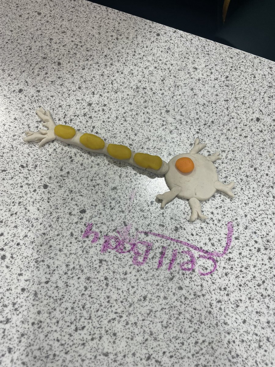 MrsIzzardBio's tweet photo. Higher Human making model neurons today
#dendrites #cellbody #axon https://t.co/R7ZLxn6gnk