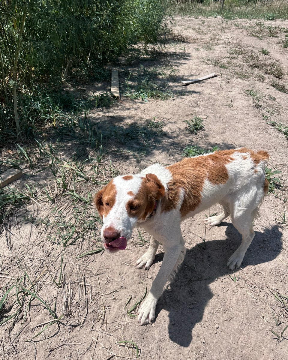 FemaleRancher's tweet photo. Millie girl just living her best life at the farm! 🐕🌾 #FarmDog #FarmLife #HappyPup #DogDays #FarmFun #BestLife #CountryLiving #FurryFriend #PuppyLove #FarmersCompanion #DogsofInstagram #FarmFam #RanchLife #FarmFresh #TailWagging #FarmDogLife #FarmDays #DogMom #FurryFamily https://t.co/fAXvtTt1m7