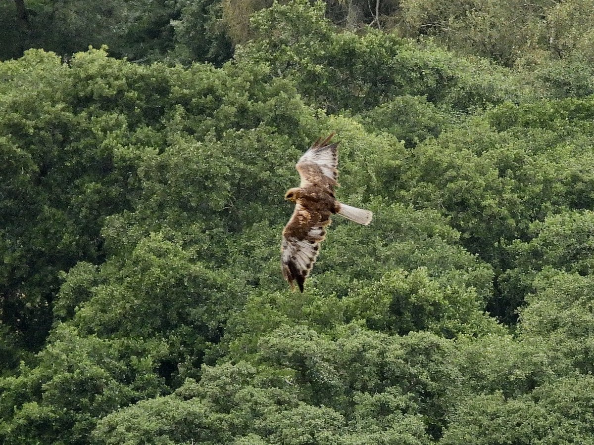 NeilSimms1's tweet image. Marsh Harriers moving through moorland areas just now sometimes showing rather well @nybirdnews @teesbirds1 @teeswildlife @DurhamBirdClub
