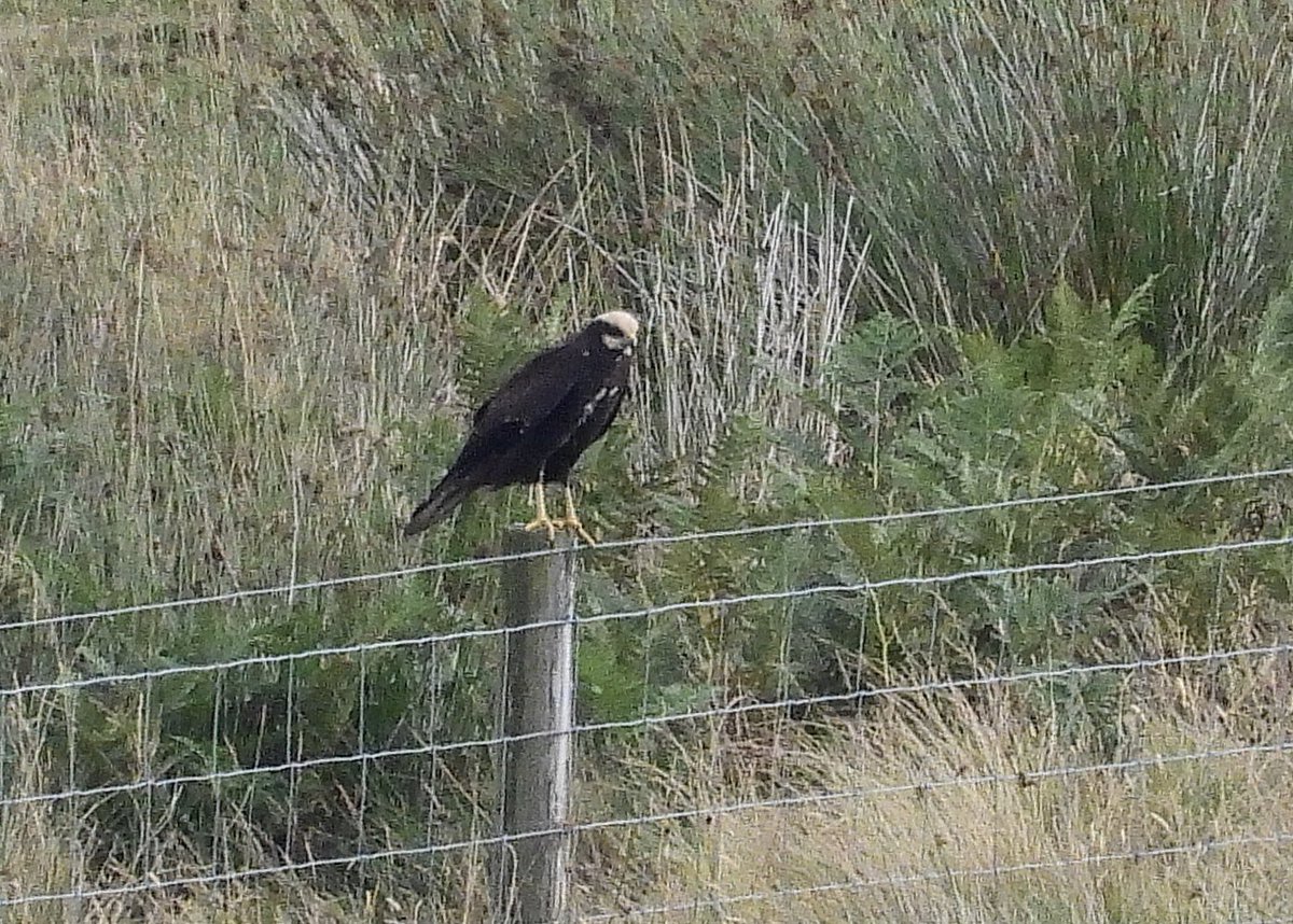 NeilSimms1's tweet image. Marsh Harriers moving through moorland areas just now sometimes showing rather well @nybirdnews @teesbirds1 @teeswildlife @DurhamBirdClub