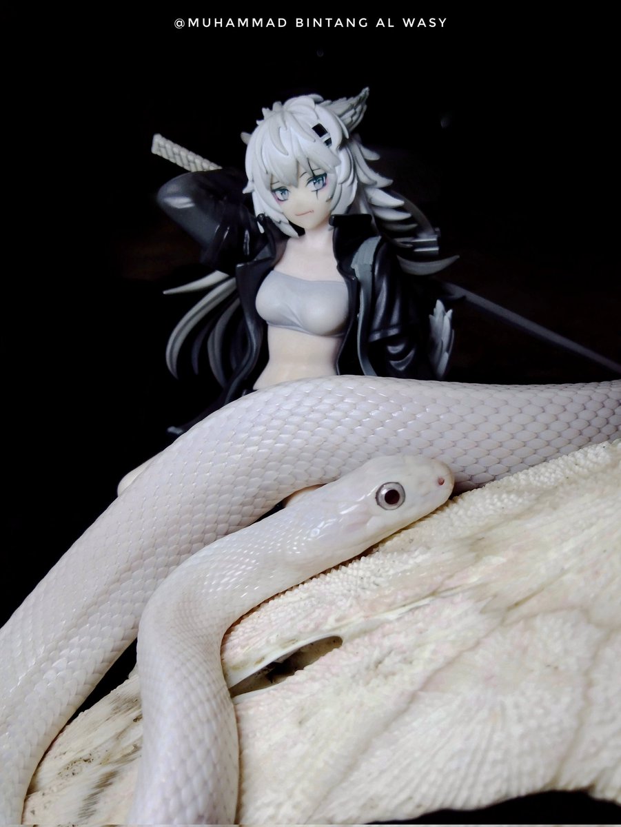 bintangla71's tweet photo. Snakes : 
1. Pantherophis obsoletus lindheimeiri "Leucistic"
2. Lampropeltis triangulum sinaloae
3. Trimeresurus insularis "Wetar Island"

Figures : 
1. Lappland Saluzzo 
2. Mostima
3. Ch'en Hui-chieh
#colubrids #vipers #arknights #figure #nendoroid #figma #trimeresurusinsulari https://t.co/T9i8qAa9zo