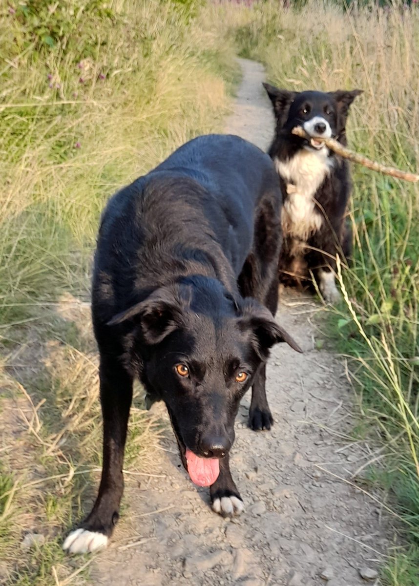 CollieDora's tweet photo. Have you seen my stick Dora? Keep looking @CollieBoots I'm sure you will find it. https://t.co/tTelivWi4O