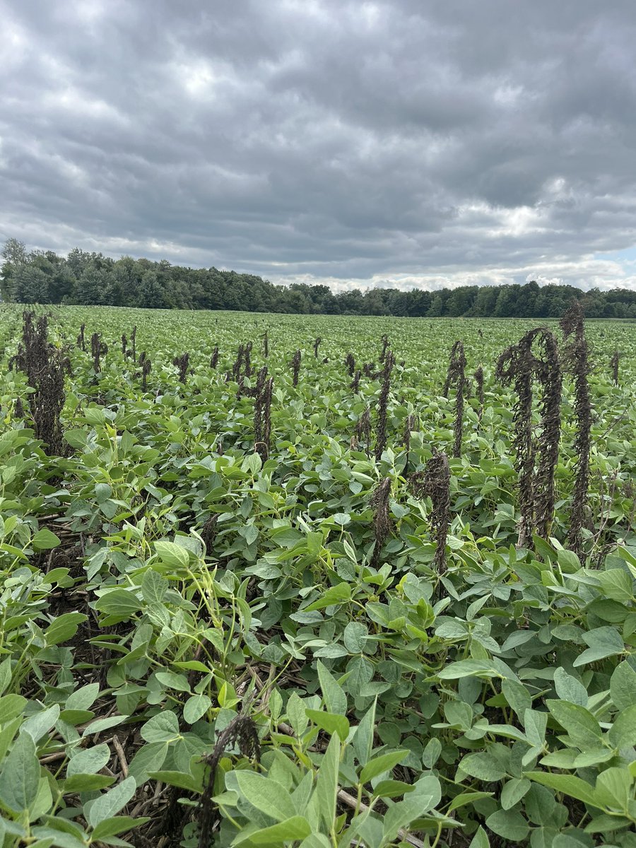 Liberty + AMS vs Large Fleabane. Liberty is a great emergency back-up plan in E3 soybeans. With no temperature restrictions, it can be used all summer long in those problematic situations. Chemistry with residual in the spring is always king but doesn’t always work out. #E3