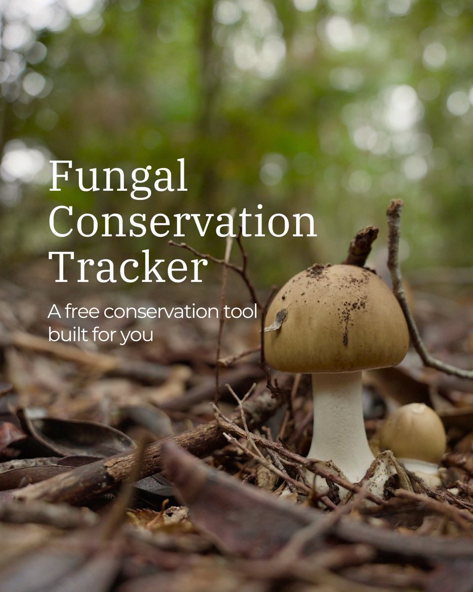 Did you know that at <a href="/fungifoundation/">Fungi Foundation</a> we’ve been working on a tool called the ‘Fungal Conservation Tracker’? It's a website that gathers information on the global landscape of fungal conservation, broken down by country, in an interactive format 👇🏽fungalconservationtracker.ffungi.org