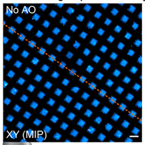 OpticaPubsGroup's tweet image. An Editors&apos; Pick via #OPG_BOEx: Adaptive optical third-harmonic generation microscopy for in vivo imaging of tissues bit.ly/4dKiqOJ #InVivoImaging #ImagingTechniques @UCBerkeley