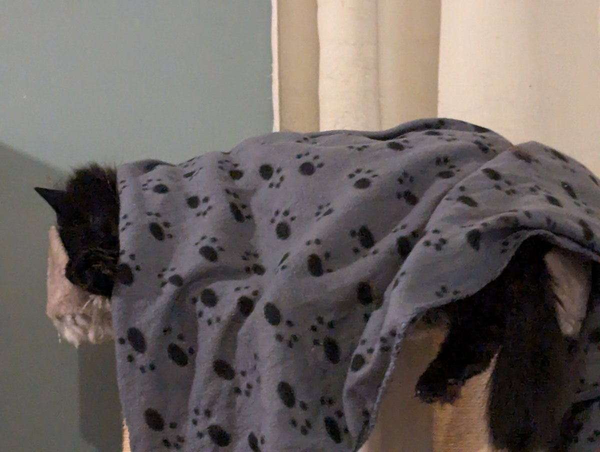 MidnightPax's tweet photo. It's a random post but I'm still alive and active, just non existent at times lol

But look at Shadow, he's all snug :] https://t.co/Orb9rDoZoc