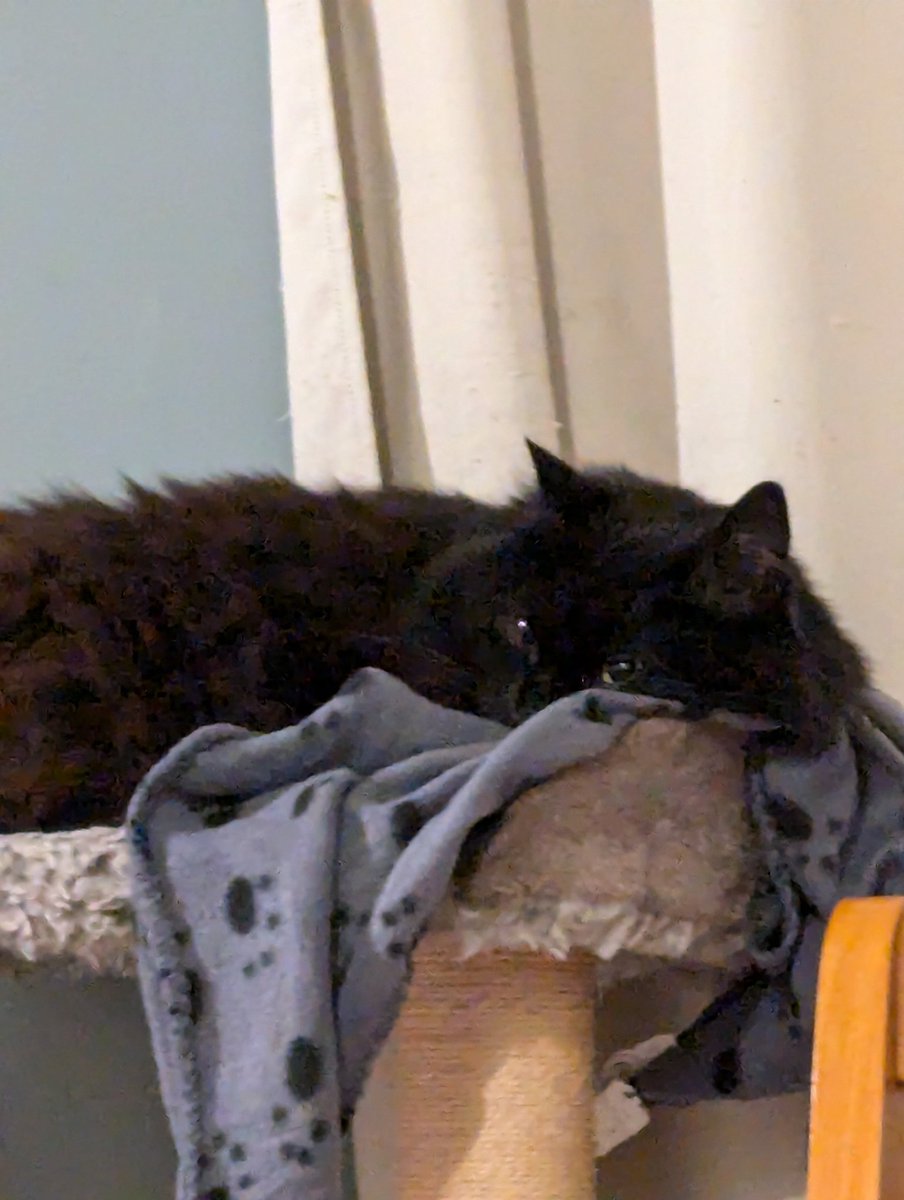 MidnightPax's tweet photo. It's a random post but I'm still alive and active, just non existent at times lol

But look at Shadow, he's all snug :] https://t.co/Orb9rDoZoc