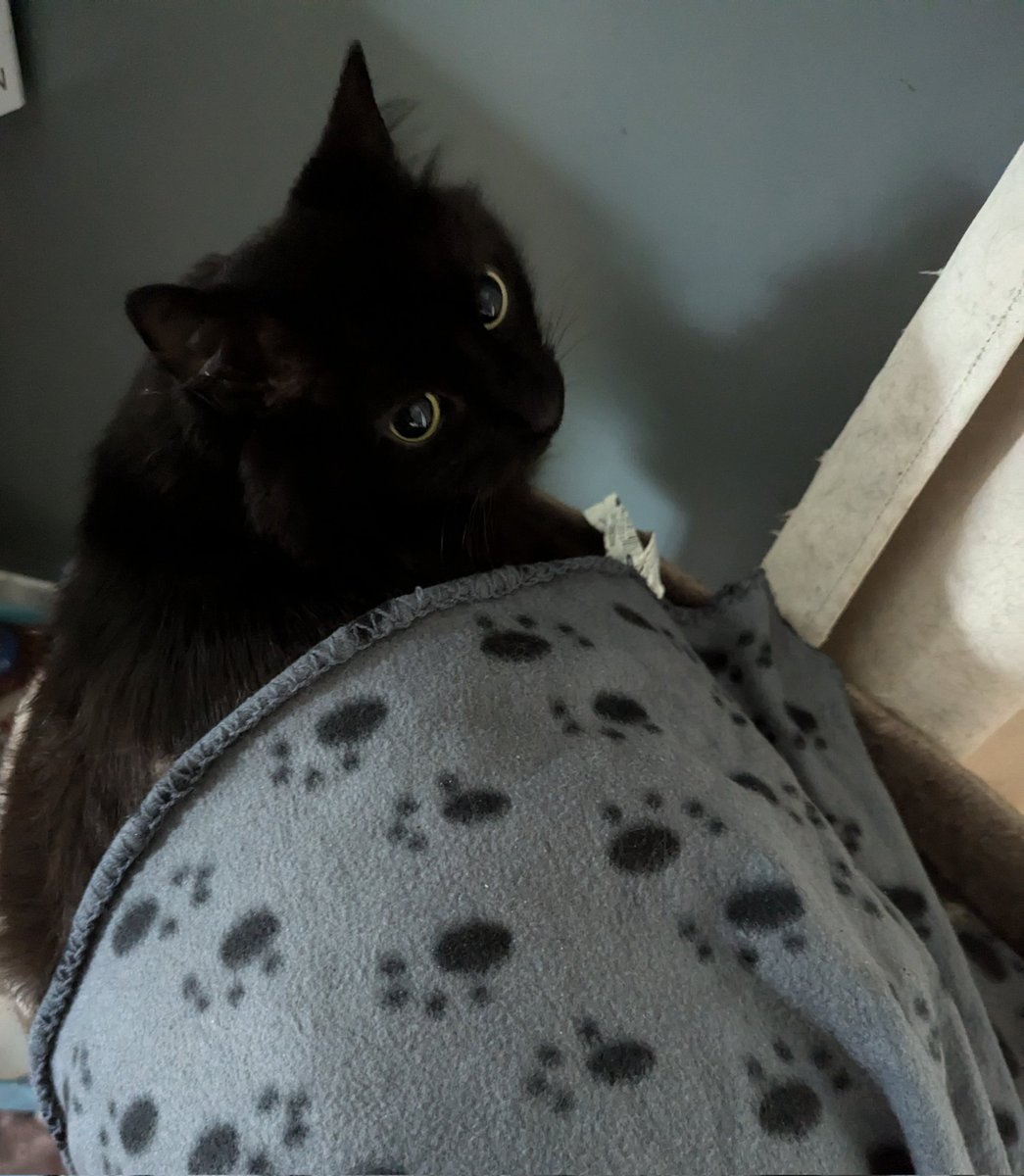 MidnightPax's tweet photo. It's a random post but I'm still alive and active, just non existent at times lol

But look at Shadow, he's all snug :] https://t.co/Orb9rDoZoc