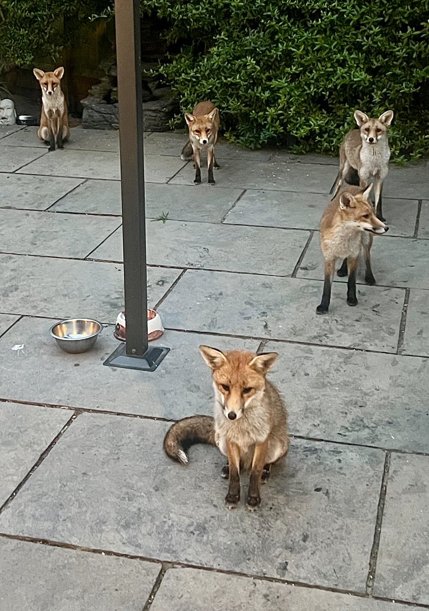 GP_wildlife's tweet image. Tonight’s visitors #Fox #foxcubs #Foxes #foxkits #FoxOfTheDay #zorro #renard #fuchs #WorldPhotographyDay #WorldPhotographyDay2024