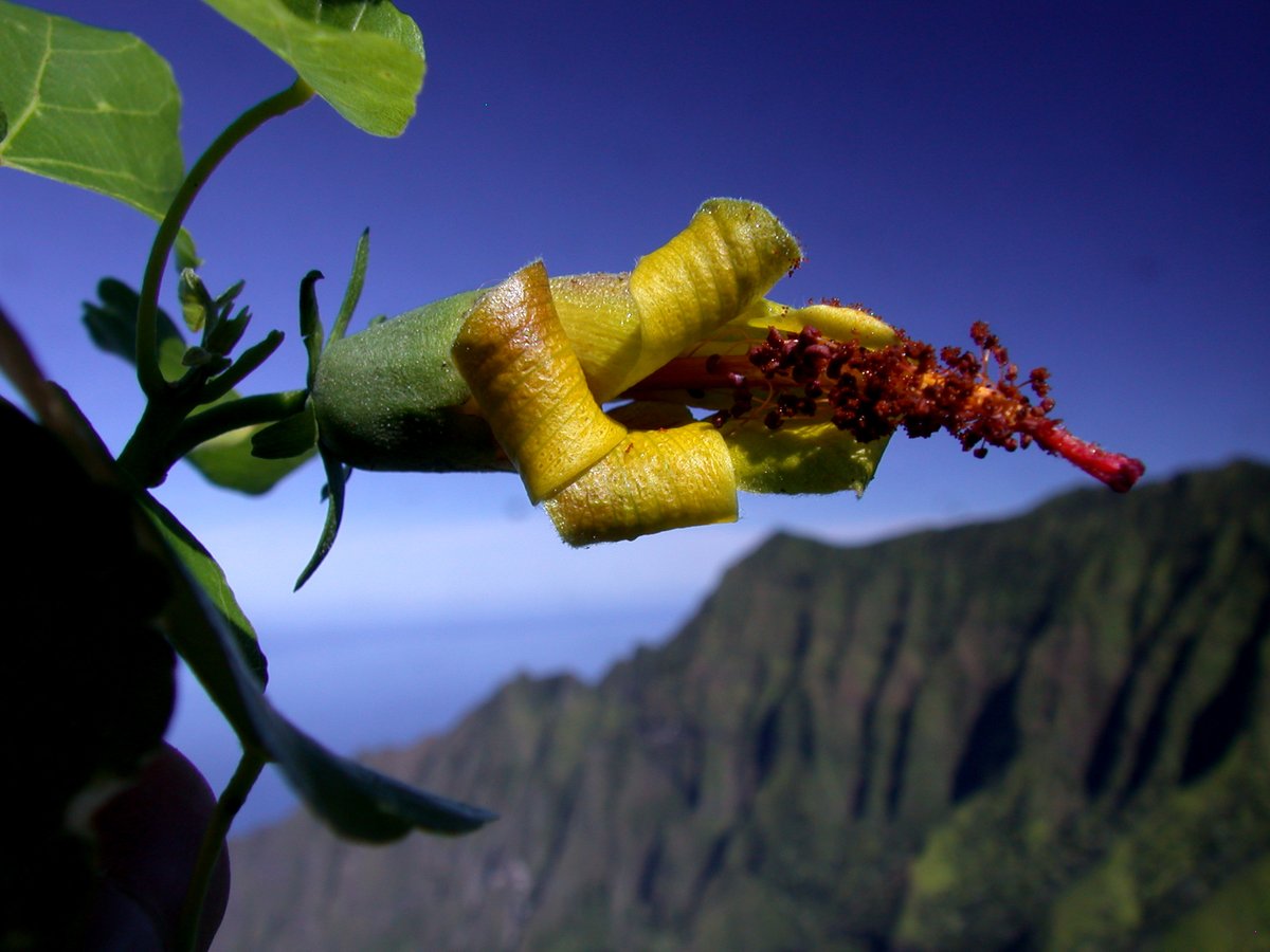 NTBG's tweet photo. From establishing and preserving five garden sites on #Kauai, #Maui, and #Miami, to botanizing in #Hawaii, the Pacific and beyond, @NTBG has achieved so much thanks to so many dedicated people--from our Board and staff, volunteers, members, visitors, partners &amp; others, MAHALO!! https://t.co/2RORUbWdRB