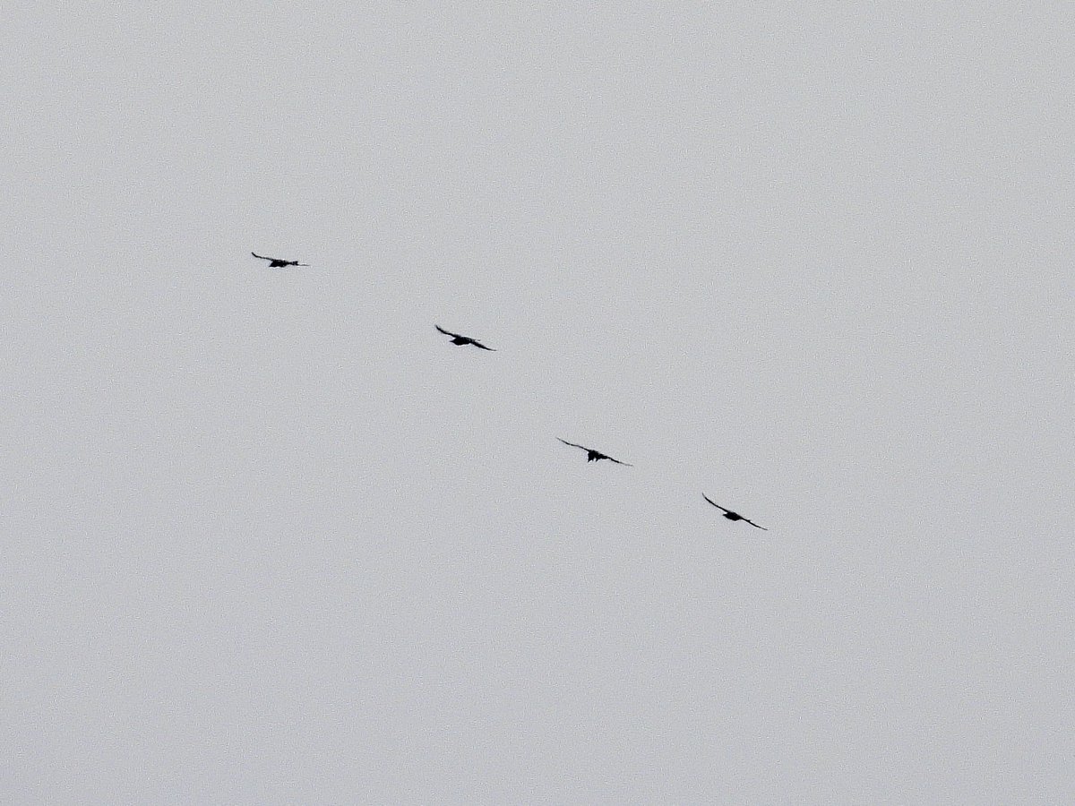 NeilSimms1's tweet image. Ravens on NYMoors. Sightings becoming more frequent which is nice to see @nybirdnews @teesbirds1