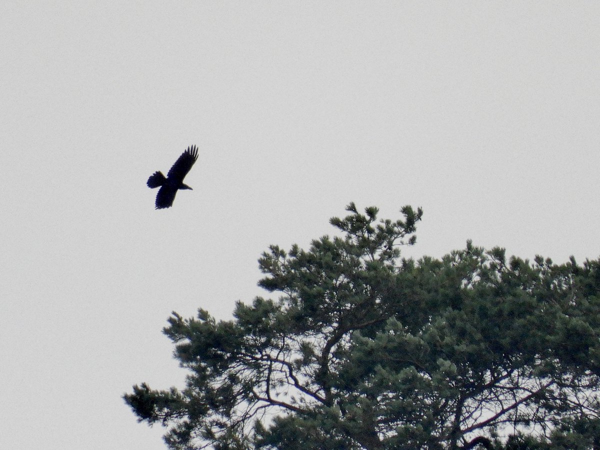 NeilSimms1's tweet image. Ravens on NYMoors. Sightings becoming more frequent which is nice to see @nybirdnews @teesbirds1
