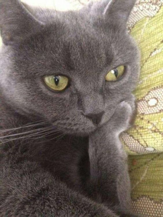 eu estou assim só esperando a Bienal chegar 

quem eu encontro lá? 👀