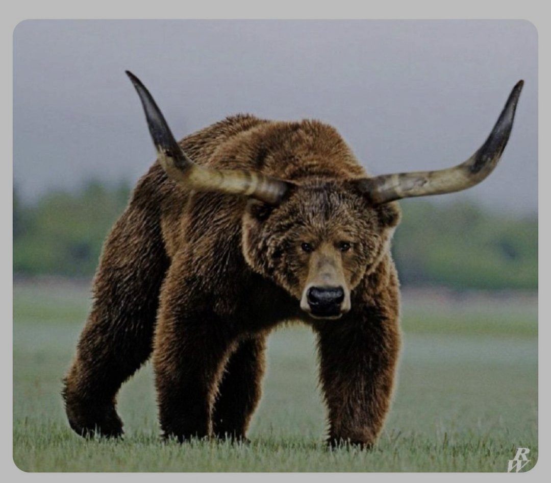 Apex_589's tweet photo. @BearXRPL Haters will say the #BullishBear isn't real 🐂🐻 https://t.co/lTV1GAX2x7