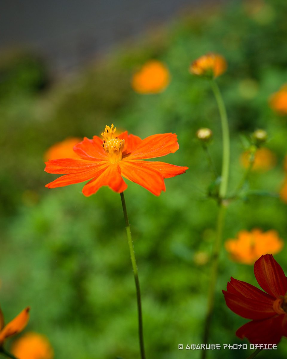 amarume_T's tweet photo. この一輪が何かを自己主張してた。
#キバナコスモス #岩手 #盛岡
#Sony #α9ii #sigma #40f14 #mc11 https://t.co/PN8un9BLGk