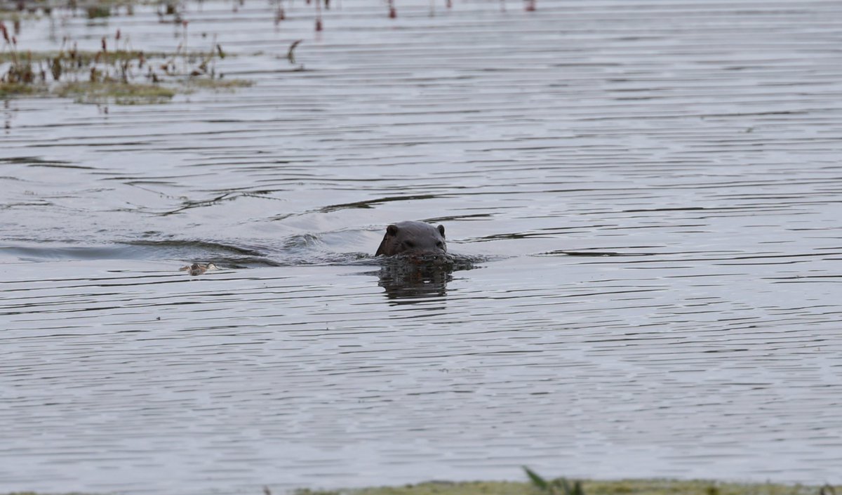 Simon Pinder tweet media