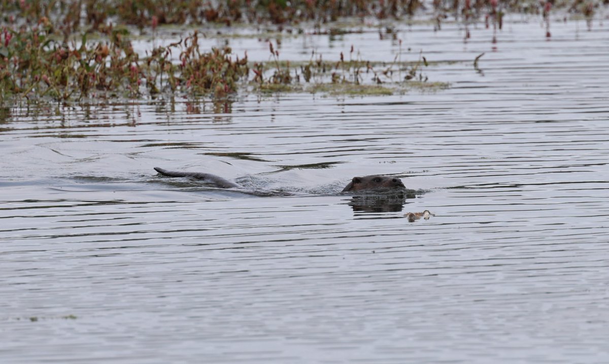 Simon Pinder tweet media