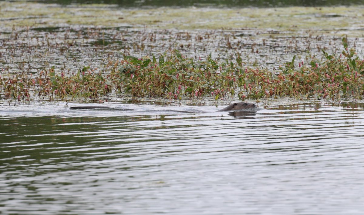 Simon Pinder tweet media