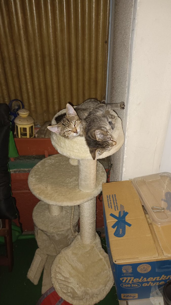 Der Platz wird nicht mehr lange reichen aber bis dahin versuchen sie das Haus zu stützen.