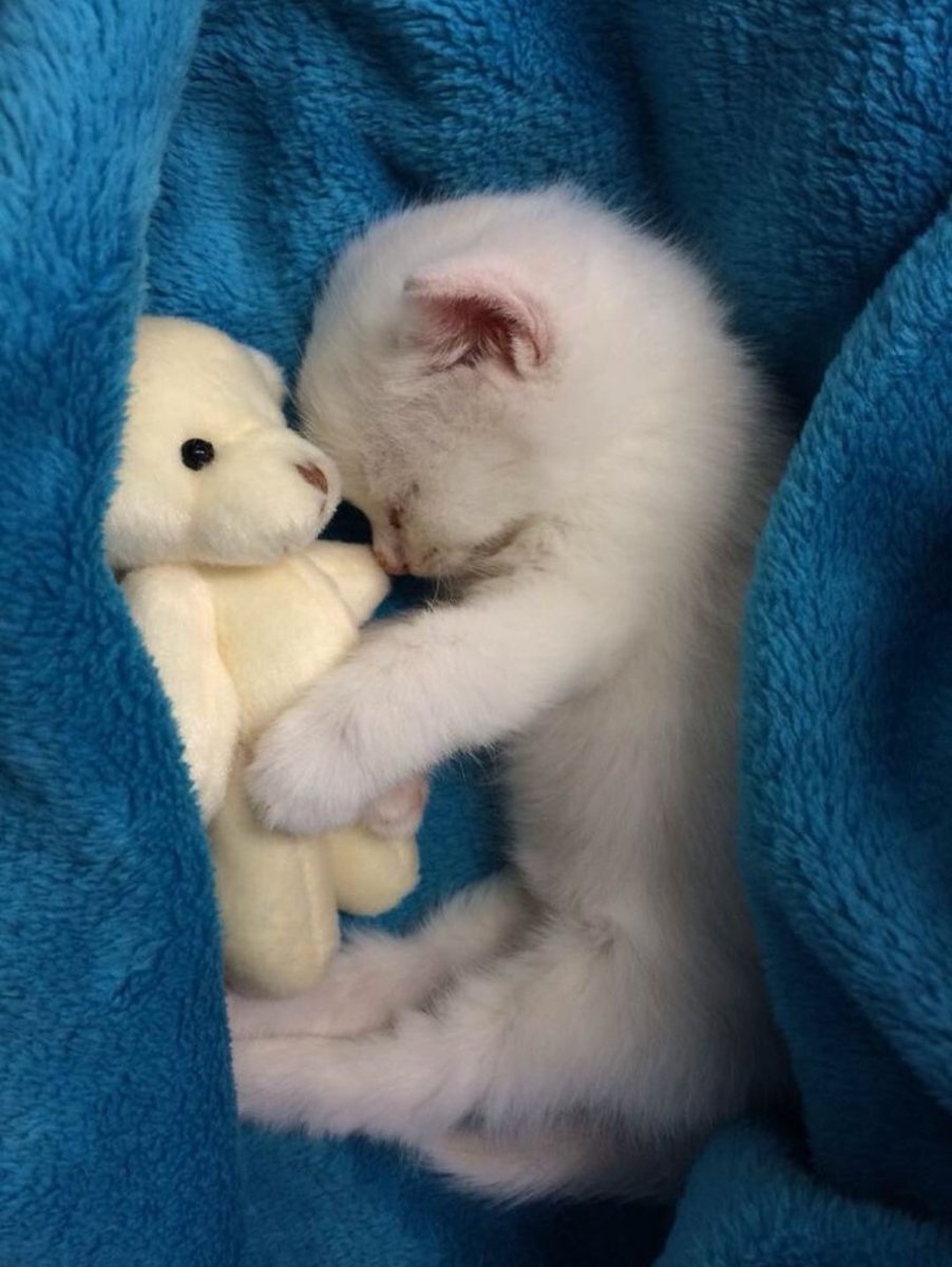Catsillyness's tweet photo. Eepy baby https://t.co/0sHdlQeLS2